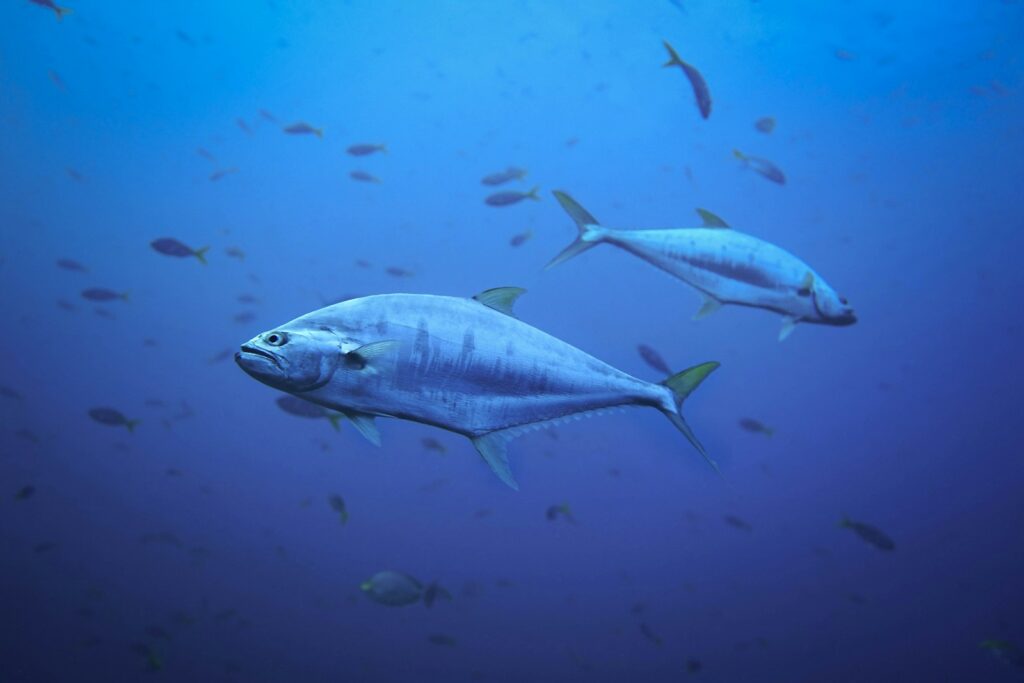 Kwasy tłuszczowe omega-3 w tuńczyku: korzyści dla zdrowia psa